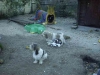 Welpen - Petit
