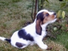 Welpen - Petit