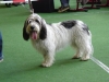 Der Petit-Basset-Griffon-Vendeen