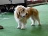 Der Petit-Basset-Griffon-Vendeen