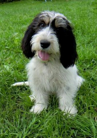 Der Petit-Basset-Griffon-Vendéen