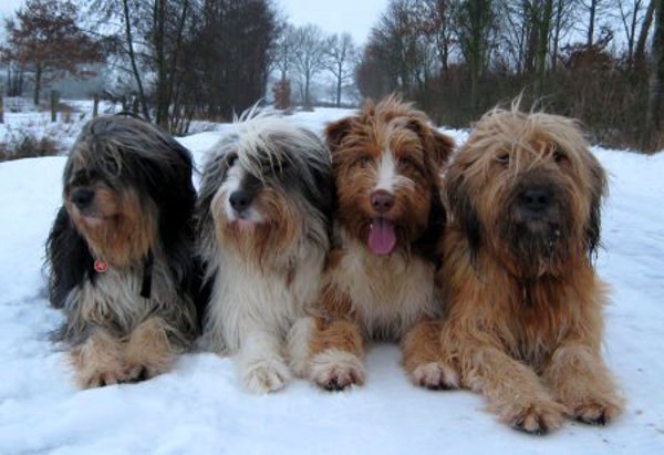 Wesensfeste und schöne Hunde