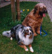 Aussie & Briard